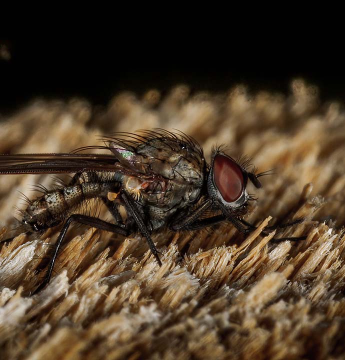 Taufliege Makrofotografie