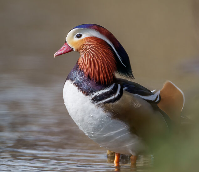 Mandarinente Prachtkleid