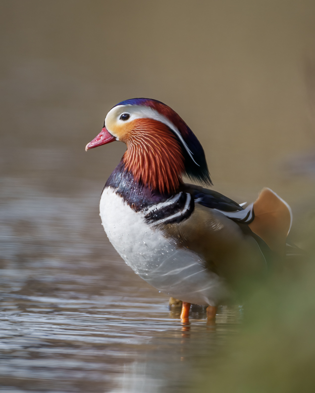 Mandarinente Prachtkleid