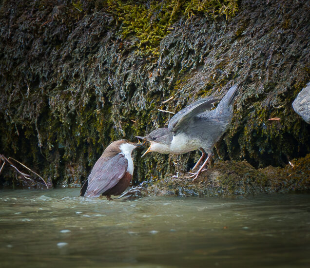 Wasseramsel bei der Fütterung